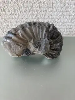❗️ ✳希少 美品❤️銅化アンモナイト 品質良く6.7cm 原石 化石