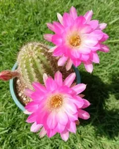 花サボテン ピンク花（抜き苗）35mm - メルカリ
