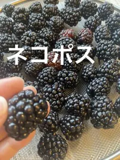 ブラックベリー　トリプルクラウン 取り木苗