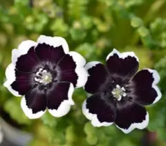 K T様 リクエスト 4点 まとめ商品