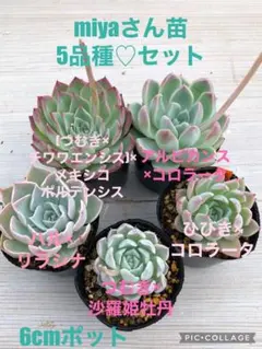 2025年最新】コロラータ×沙羅姫牡丹の人気アイテム - メルカリ