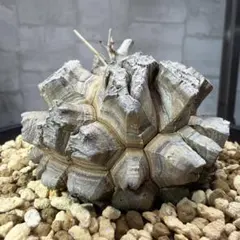 D3　亀甲竜　大株　塊根植物　コレクション株のサムネイル