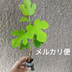 イチジク苗　メアリーレーン②のサムネイル