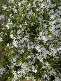 白い芝桜、星形の花の多年草のサムネイル