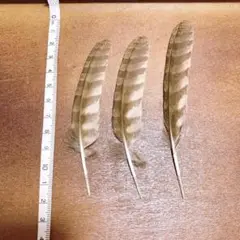 フクロウの羽 ミミズク 6枚