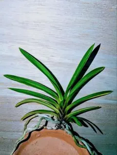 なおみちゃん様 リクエスト 2点 まとめ商品