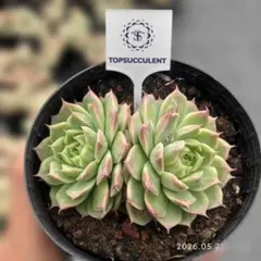 Top【選抜株】多肉植物　360752レッドクィーン　35個　鉢無し Top【選抜株】多肉植物 360752レッドクィーン 35個 鉢無し - メルカリ