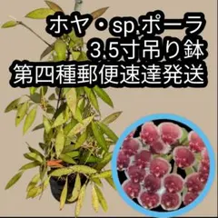 ホヤ・sp.ポーラ 3.5寸吊り鉢 第四種郵便速達発送 サクララン Hoyaのサムネイル