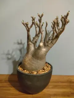 ◾️鉢ごとメルカリ便◾️グラキリスL ◾️鉢ごとメルカリ便◾️グラキリスL 【検証】メルカリでグラキリス