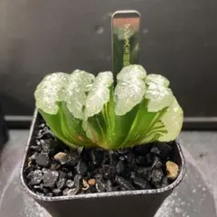 2026年最新】ハオルチア 玉扇の人気アイテム - メルカリ