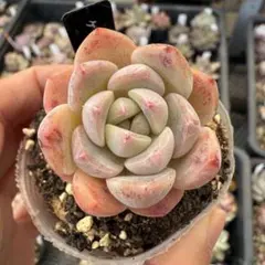 deco様 リクエスト 2点 まとめ商品