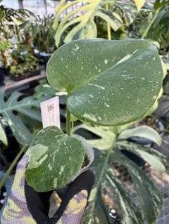 sabi＊即購入OK＊様 リクエスト 3点 まとめ商品