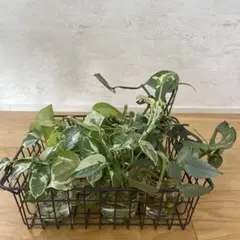 2026年最新】ポトスエンジョイの人気アイテム - メルカリ