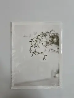 MICUSH THYME PHOTOGRAPHY PRINT ポスター
