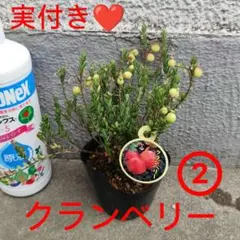 実付き❤️　クランベリー　ツルコケモモ 苗木　苗　②のサムネイル
