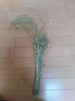 Item thumbnail for item dba5201d-18eb-4ec0-bb39-c6d506e1d009