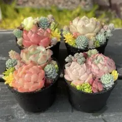 94 多肉植物の小さな寄せ植え☆そのまま飾れる☆4コセット