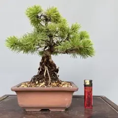 極上素材】八房五葉松 盆栽 模様木 樹高35cm - メルカリ