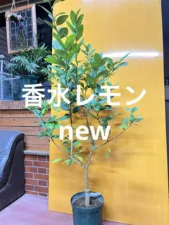 2026年最新】パキスタンレモン 苗の人気アイテム - メルカリ