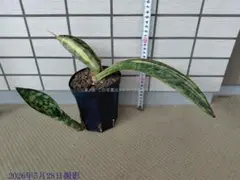 サンスベリア scimitariformis R944 v A - メルカリ