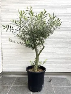 ⑮　オリーブの木　souju 「ペンドリーノ」9号特大苗木最高等級極上品‼️希少 ⑮ オリーブの木 souju 「ペンドリーノ」9号特大苗木最高等級極上品