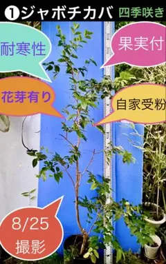 超絶品。ジューンベリー大株立ち2.4M(鉢底から)◎シンボルツリー 超絶品。ジューンベリー大株立ち2.4M(鉢底から)◎シンボルツリー