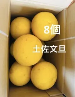 2026年最新】土佐文旦の人気アイテム - メルカリ