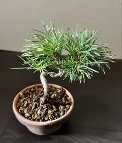 五葉松小品盆栽(花火)のサムネイル