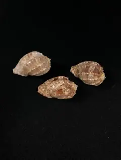 貝殻＊3個セット＊インテリア＊置物＊水槽インテリア