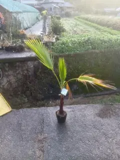 2025年最新】ワシントンヤシの人気アイテム - メルカリ