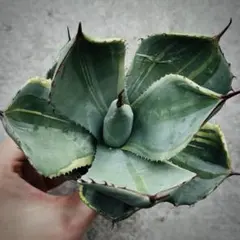 2026年最新】アガベ パリーの人気アイテム - メルカリ