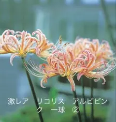 カルシファー様 リクエスト 2点 まとめ商品