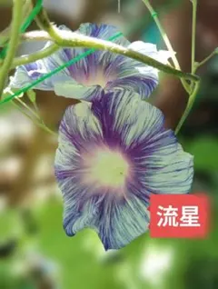 気まぐれな人様 リクエスト 3点 まとめ商品