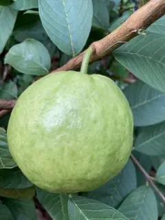 グァバ（取り木苗）　蕃石榴　台湾芭楽　　バンシルー　バンジロウ グァバ（取り木苗） 蕃石榴 台湾芭楽 バンシルー バンジロウ - メルカリ