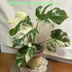 超希少】モンステラレガシーMonstera Legacy Variegata☆ - メルカリ