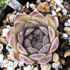 ブロンズパステル1つセンペルビウム多肉植物 - メルカリ