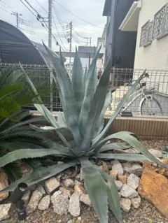 アガベ アメリカーナ 大株 子株10株付き 古木風鉢付き 引き取り限定 2026年