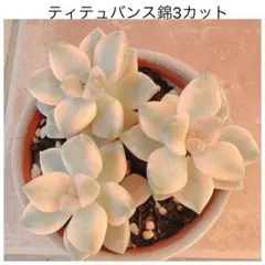2025年最新】多肉植物 美人錦の人気アイテム - メルカリ