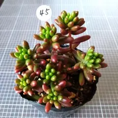 (45) 多肉植物　虹の玉　抜き苗