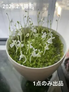 ビーシュリンプ様 リクエスト 2点 まとめ商品