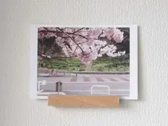 ポストカード 写真 No.26 | 桜 花 風景