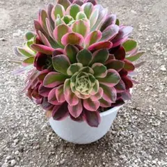 多肉植物。アエオニウムビッグバン抜き苗3種抜き苗 - メルカリ