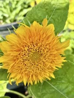 ひまわり種　テディベア　　　　　50粒 ➕おまけ