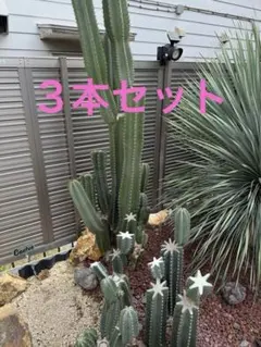 柱サボテン(棘あり) ３本セット【オールシーズン無敵です】のサムネイル