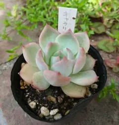 No.4 七福神 抜き苗 多肉植物 - メルカリ