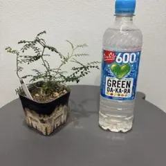 オペルクリカリア　パキプス　根挿し36のサムネイル