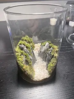 苔テラリウムのサムネイル