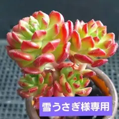 雪うさぎ様 リクエスト 2点 まとめ商品