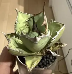 2025年最新】黒犀牛の人気アイテム - メルカリ