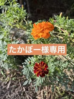 たかぼー様専用